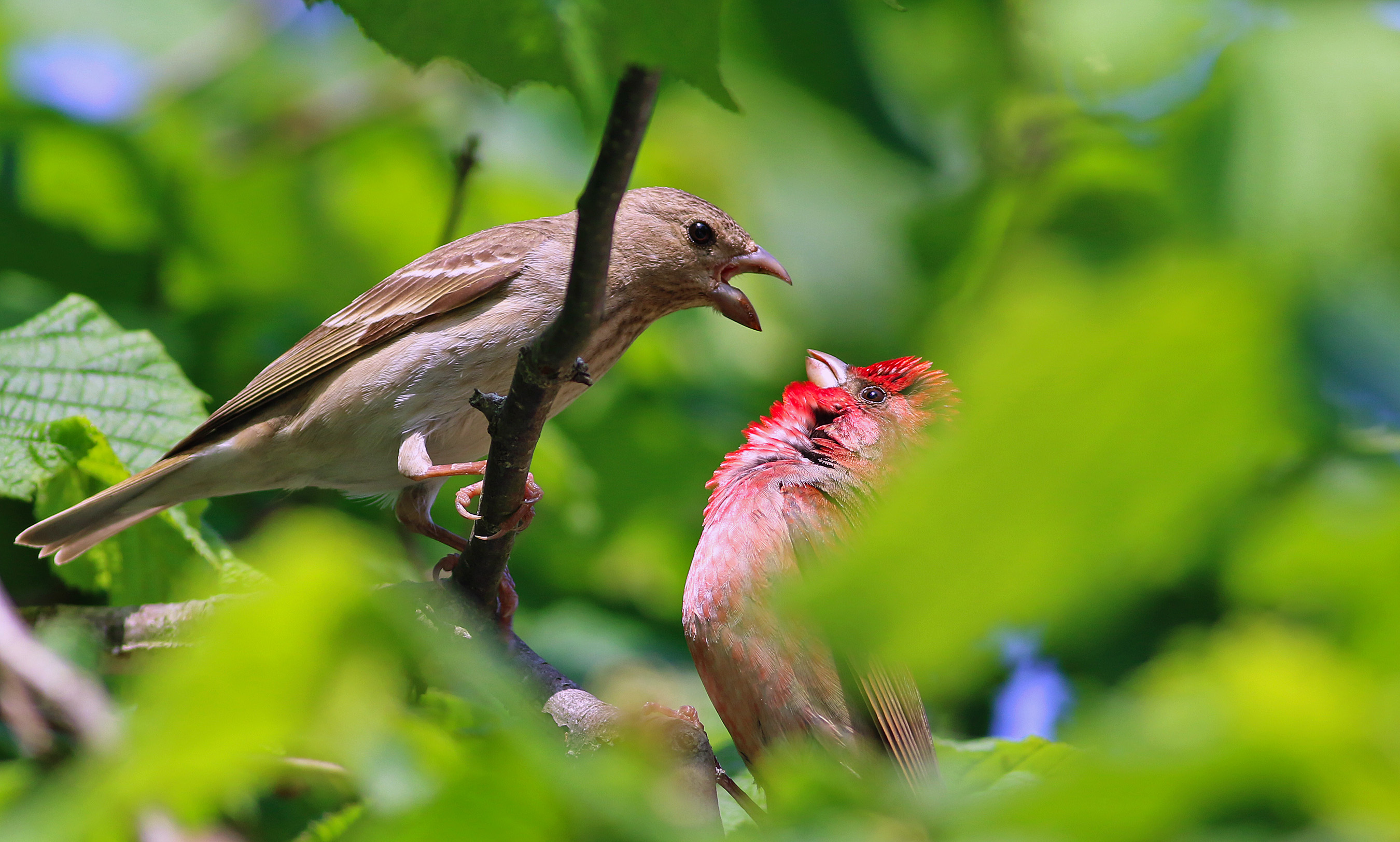 Common Rosefinch